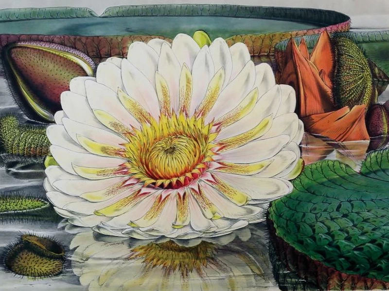 1785-William Jackson Hooker - Victoria Regia